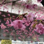 横浜緋桜　横浜元町河岸通り会