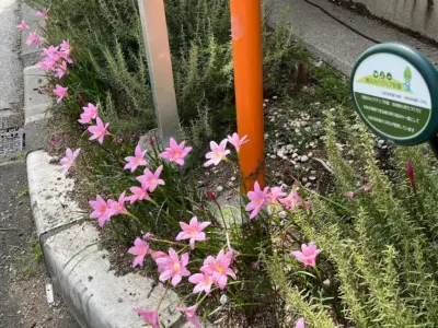 横浜　元町　河岸通り　タマスダレ　ピンク　夏の花　