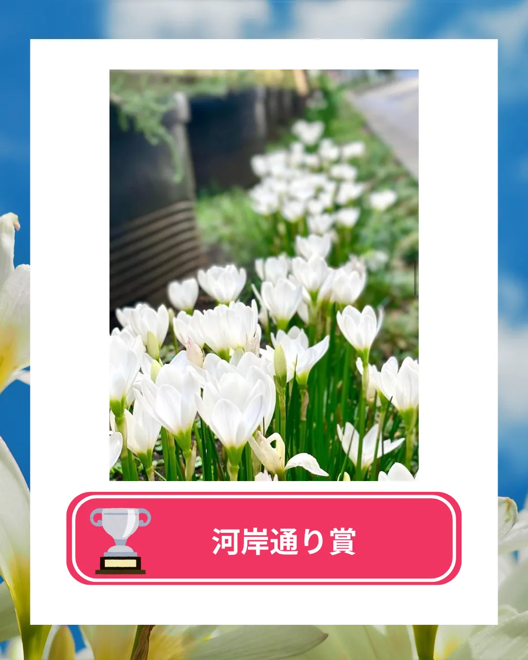 フォトコンテスト2025vol2結果発表 河岸通り賞 横浜元町河岸通り会