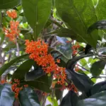 横浜　元町　元町河岸通り　キンモクセイ