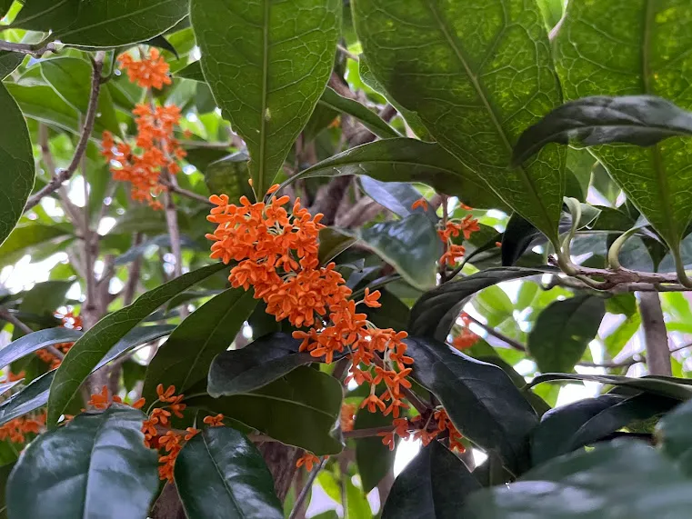 横浜 元町 元町河岸通り キンモクセイ