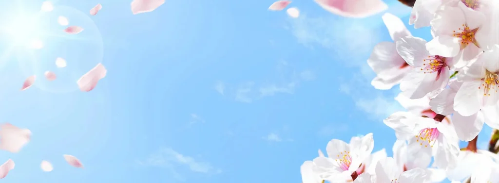 フォトコンテスト2026 春の桜 横浜元町の商店街 元町河岸通り会