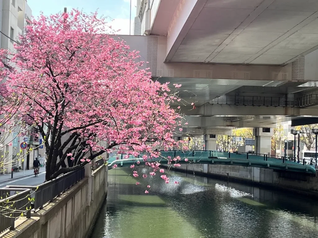 元町の水辺の顔河岸通り 河辺に咲く花々、歴史を刻む風景、日々の暮らしが交わる元町の水辺 横浜元町の商店街 元町河岸通り会
