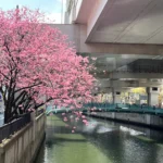 元町の水辺の顔河岸通り 河辺に咲く花々、歴史を刻む風景、日々の暮らしが交わる元町の水辺 横浜元町の商店街 元町河岸通り会