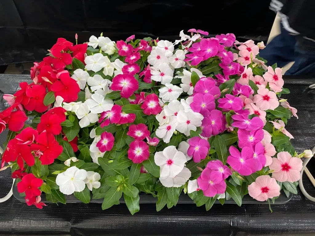 タウンニュース ハンキングバスケット植え替えイベント 横浜元町の商店街 元町河岸通り会